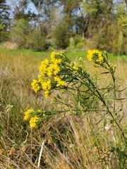 Euthamia occidentalis