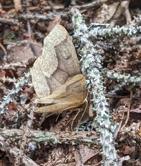 Lambdina fiscellaria