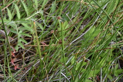 Juncus