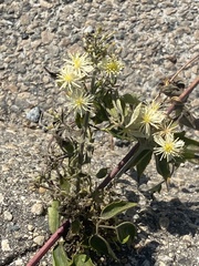 Clematis ligusticifolia