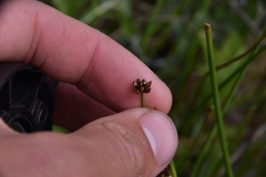 Juncus