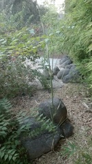 Phyllostachys sulphurea