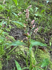 Persicaria maculosa