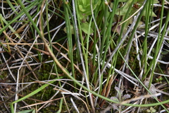 Juncus