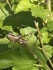 Conocephalus strictus