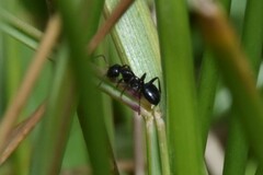 Formicinae