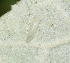 Zygina nivea