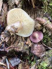 Tricholomopsis rutilans