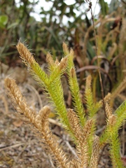 Lycopodium clavatum