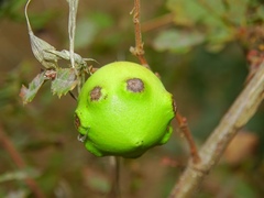 Andricus quercustozae