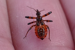Rhynocoris iracundus
