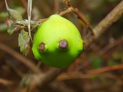 Andricus quercustozae