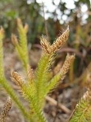 Lycopodium clavatum