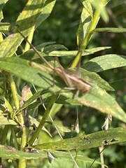 Conocephalus strictus