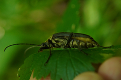 Stenocorus meridianus