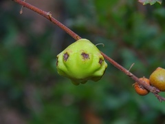 Andricus quercustozae