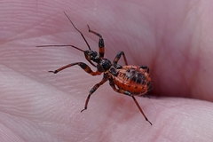 Rhynocoris iracundus