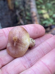 Tricholomopsis rutilans