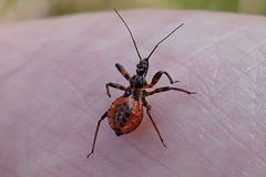 Rhynocoris iracundus