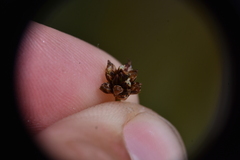 Juncus