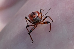 Rhynocoris iracundus