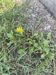 Taraxacum