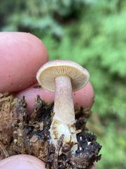 Tricholomopsis rutilans