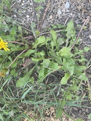Taraxacum