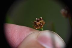 Juncus