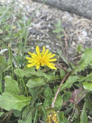 Taraxacum