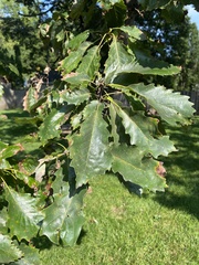 Quercus muehlenbergii