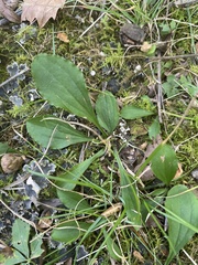 Antennaria plantaginifolia