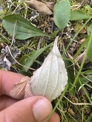 Antennaria plantaginifolia