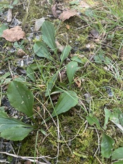 Antennaria plantaginifolia