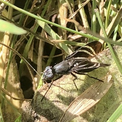 Tritoxa flexa