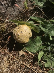 Amanita muscaria