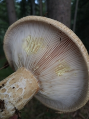 Lactarius intermedius