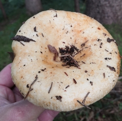 Lactarius intermedius