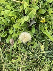 Taraxacum erythrospermum