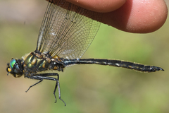 Somatochlora semicircularis