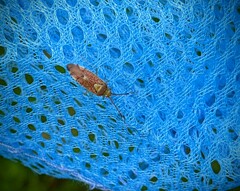 Pantilius tunicatus