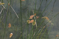 Potamogeton