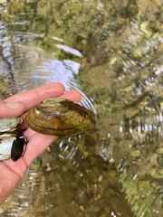 Utterbackia imbecillis