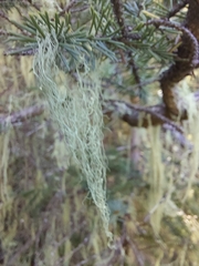 Alectoria sarmentosa