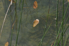 Potamogeton