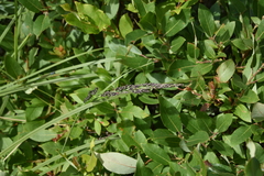 Deschampsia cespitosa