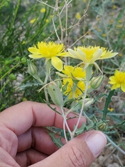 Mentzelia longiloba