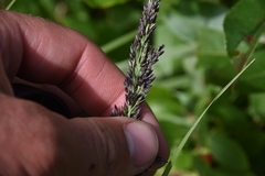 Deschampsia cespitosa