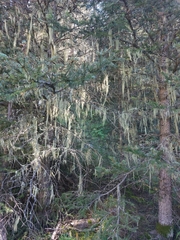 Alectoria sarmentosa