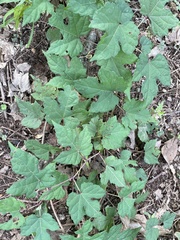 Vitis aestivalis